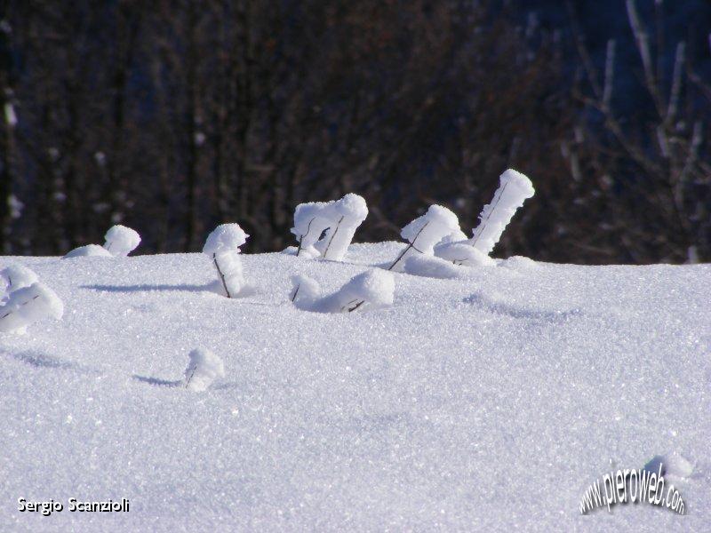 21 Rametti ghiacciati come chiodi nella neve.JPG
